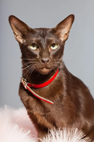 Східний короткошерстий кіт. Темно-коричневий. Сіамська порода . — стокове фото