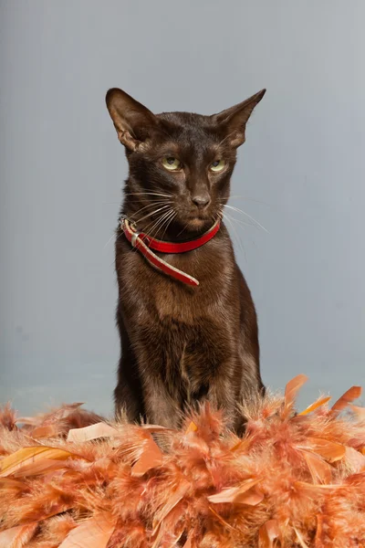 Orientální krátkosrstá kočka. tmavě hnědé. Siamská plemeno. — Stock fotografie