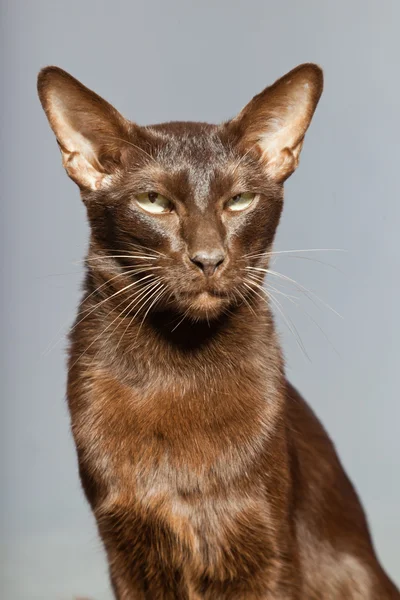 Gato de abreviação oriental. Castanho escuro. Raça siamesa . — Fotografia de Stock