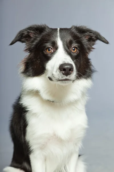 Jovem fronteira collie cão. — Fotografia de Stock