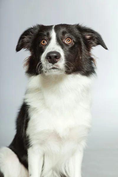 Jonge border collie hond. — Stockfoto