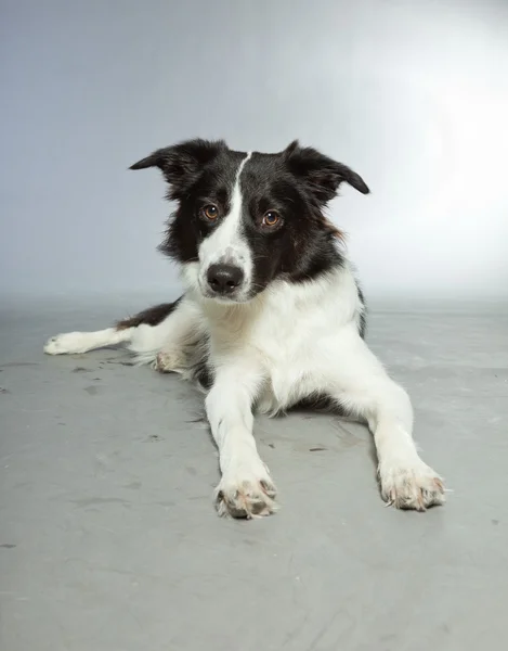 Jovem fronteira collie cão. — Fotografia de Stock