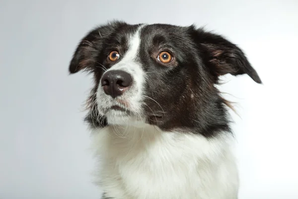 Joven frontera collie perro. — Foto de Stock