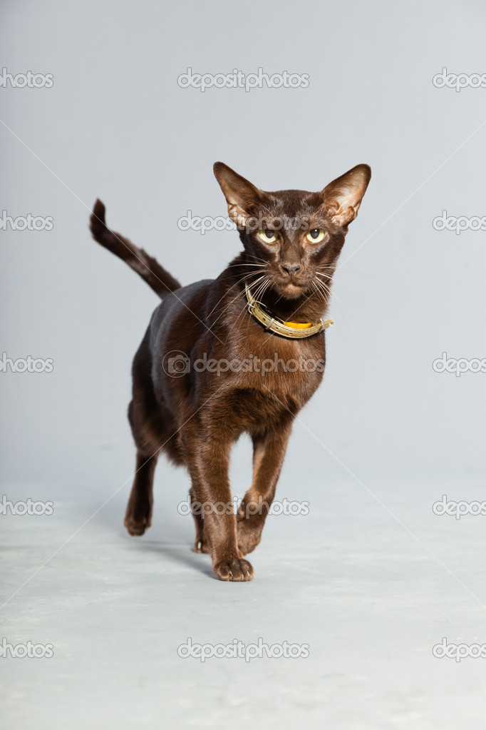 Oriental Shorthair Cat Dark Brown Siamese Breed Stock Photo