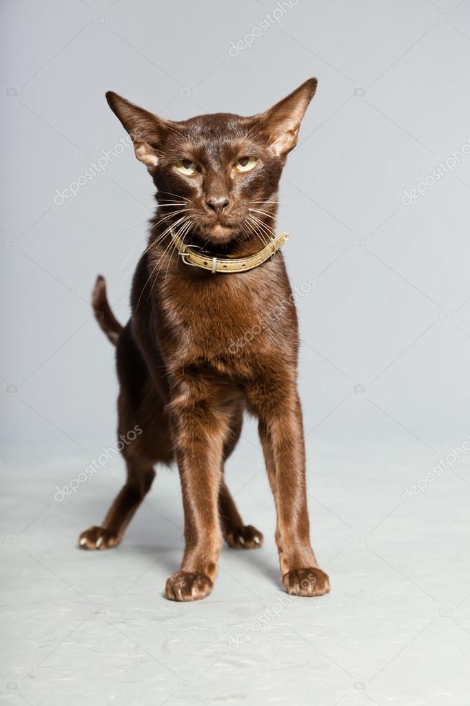 Oriental Shorthair Cat Dark Brown Siamese Breed Stock Photo