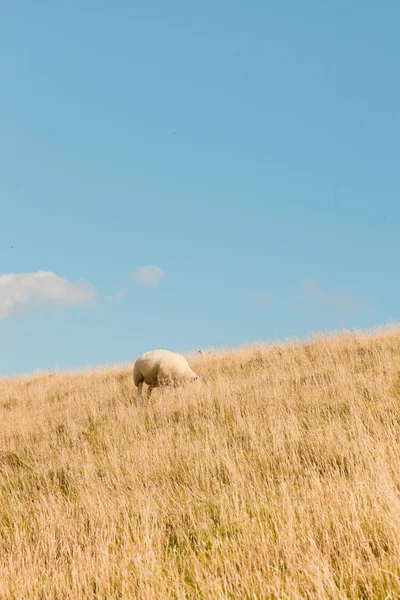 Pascolo ovino nel campo di erba . — Foto Stock