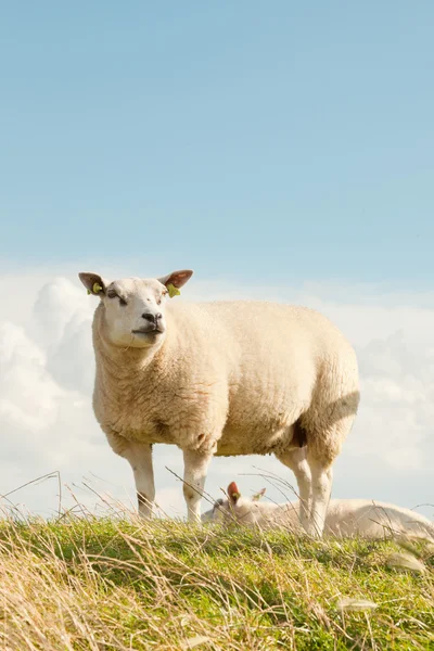 Fåren betar i fältet av gräs. — Stockfoto