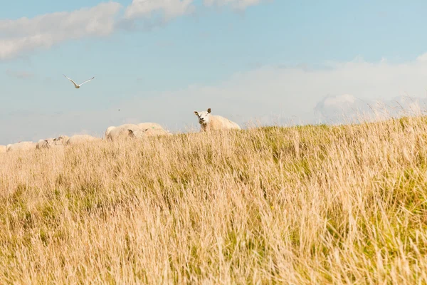 Wypasu owiec w polu trawy. — Zdjęcie stockowe