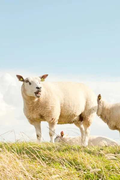 羊の放牧草のフィールド. — ストック写真