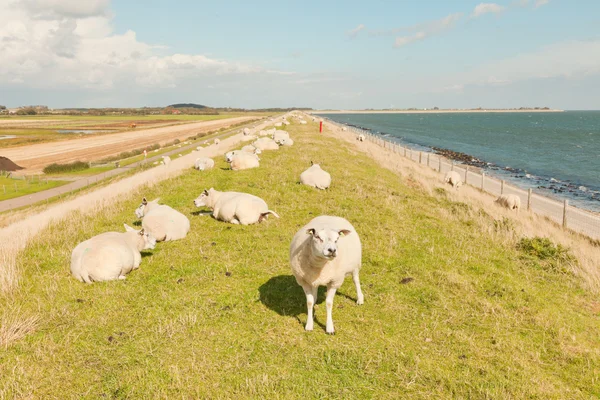 Пасуться вівці на полі трави . — стокове фото