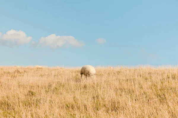 Sheep grazing in field of grass. Stock Photo