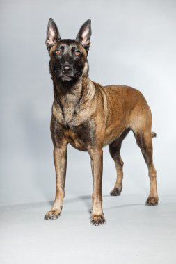 Belçikalı malinois. Belçika çoban köpeği.