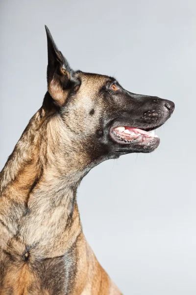 Belgian Malinois. Belgian Shepherd Dog. — Stock Photo, Image