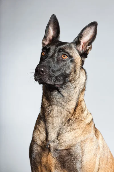 Belgian Malinois. Belgian Shepherd Dog. — Stock Photo, Image