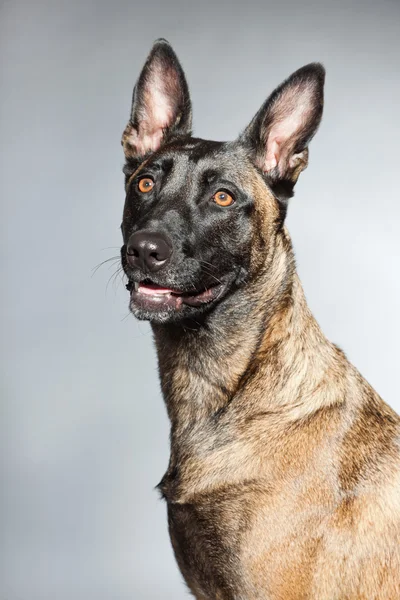 Belgian Malinois. Belgian Shepherd Dog. — Stock Photo, Image