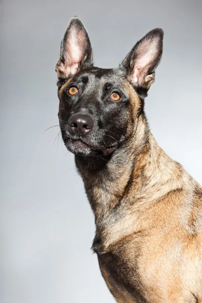 Belgian Malinois. Belgian Shepherd Dog. — Stock Photo, Image