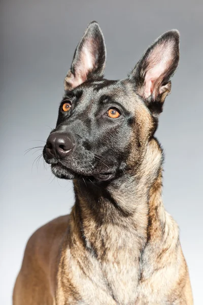 Belgian Malinois. Belgian Shepherd Dog. — Stock Photo, Image