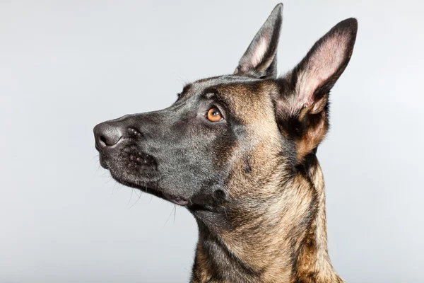 Belgian Malinois. Belgian Shepherd Dog. — Stock Photo, Image