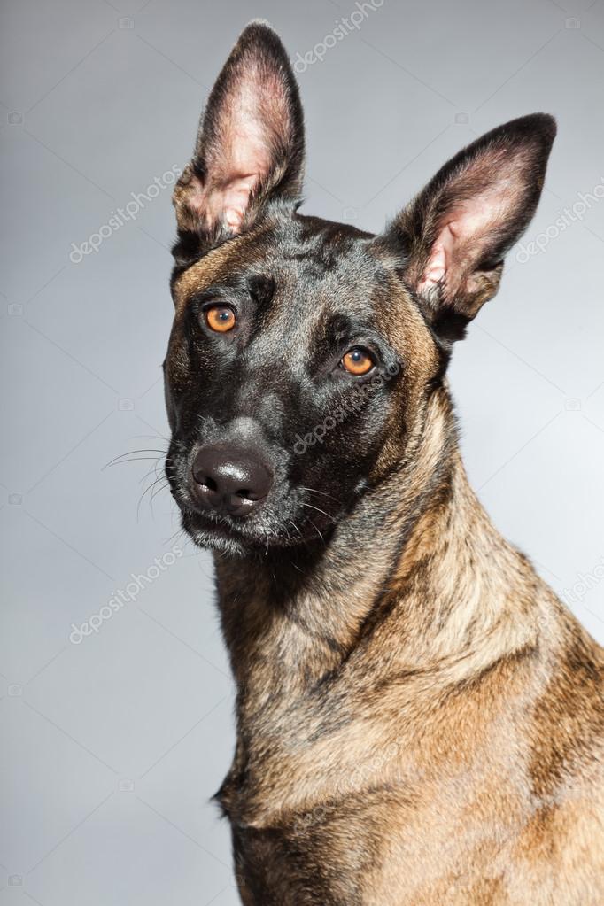 grey belgian shepherd