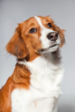 sevimli köpek kooiker hound.