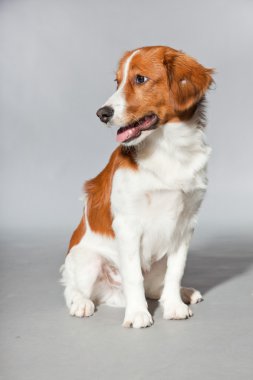 sevimli köpek kooiker hound.