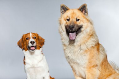 iki genç, sevimli köpek birlikte.