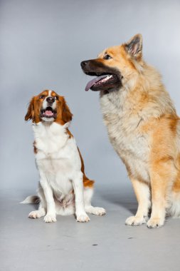 iki genç, sevimli köpek birlikte.