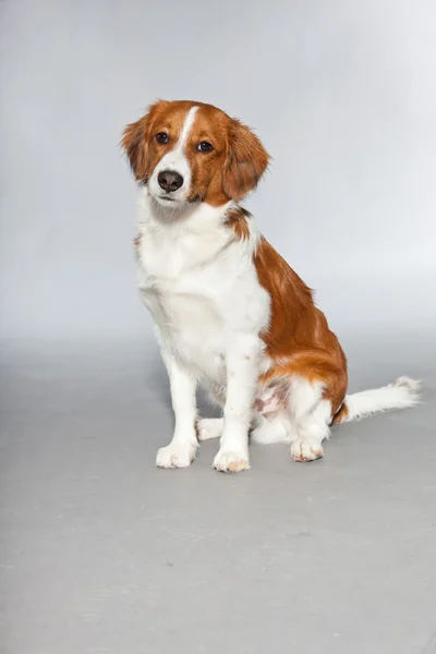 Cão bonito Kooiker cão . — Fotografia de Stock