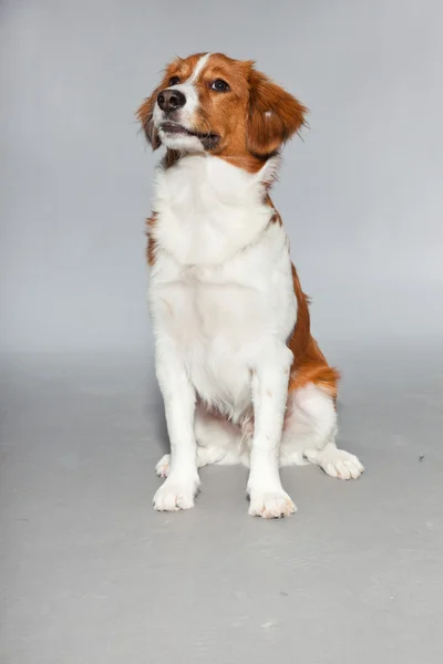 Cute puppy Kooiker hound. — Stock Photo, Image