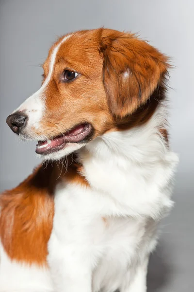 Lindo cachorro Kooiker hound . —  Fotos de Stock