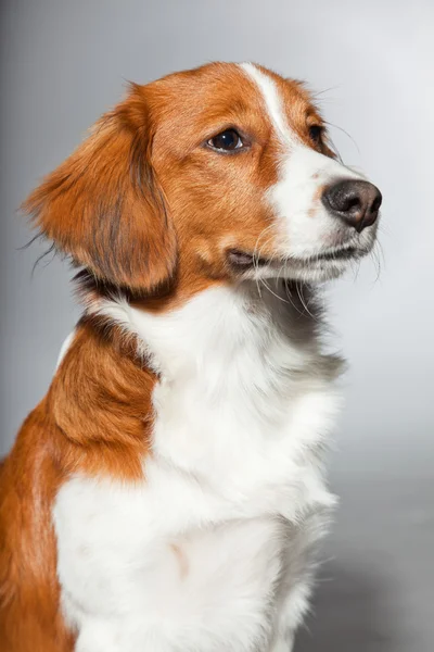 Cão bonito Kooiker cão . — Fotografia de Stock