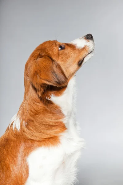 Cão bonito Kooiker cão . — Fotografia de Stock