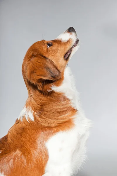 Cute puppy Kooiker hound. — Stock Photo, Image