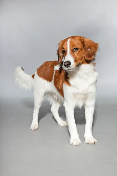 Cão bonito Kooiker cão . — Fotografia de Stock