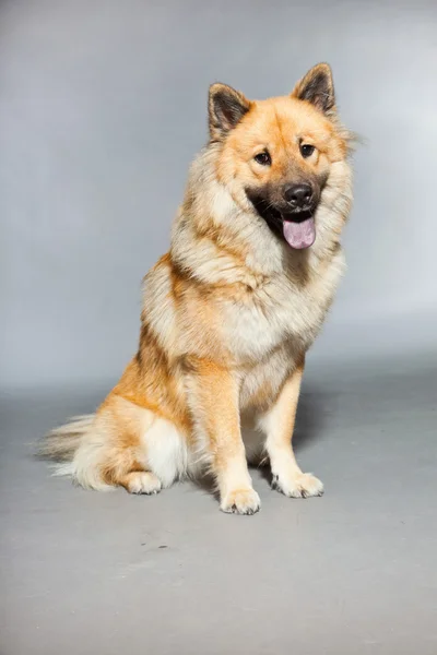 Junger Eurasier-Hund. — Stockfoto