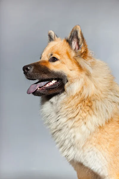 Eurasier mladých pes. — Stock fotografie