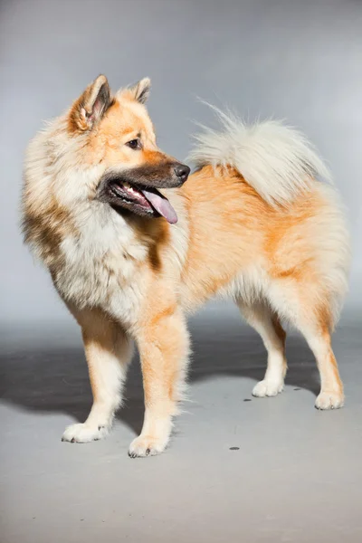 Jeune chien Eurasier . — Photo