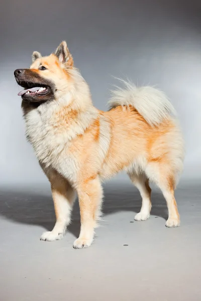 Joven Eurasier perro . — Foto de Stock