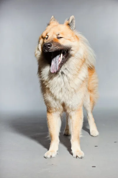 Genç eurasier köpek. — Stok fotoğraf