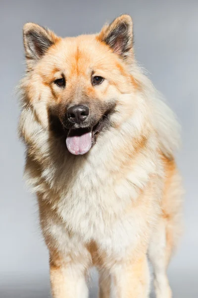 Cão Eurasier jovem . — Fotografia de Stock