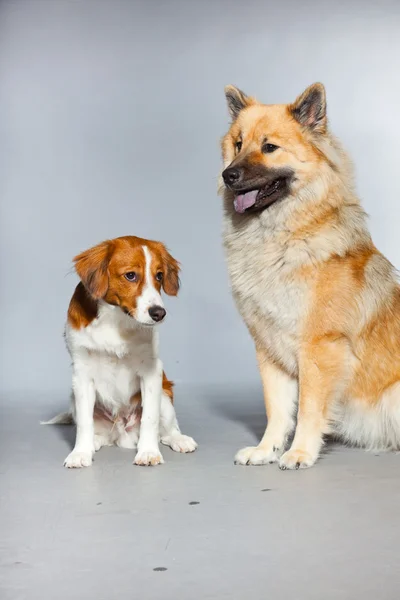 Twee jonge schattige honden samen. — Stockfoto