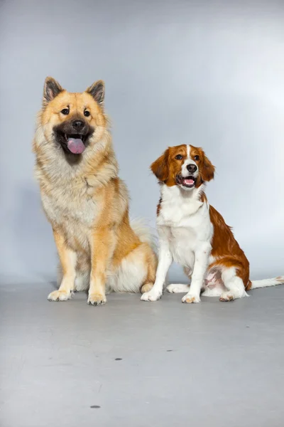 Dos perros jóvenes lindos juntos . — Foto de Stock