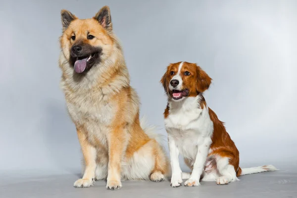 Dos perros jóvenes lindos juntos . — Foto de Stock