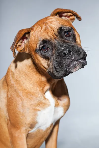 Boxerhund. — Stockfoto