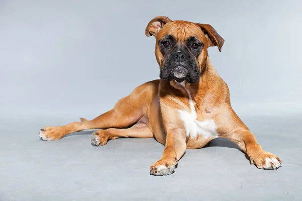 Boxerhund. — Stockfoto