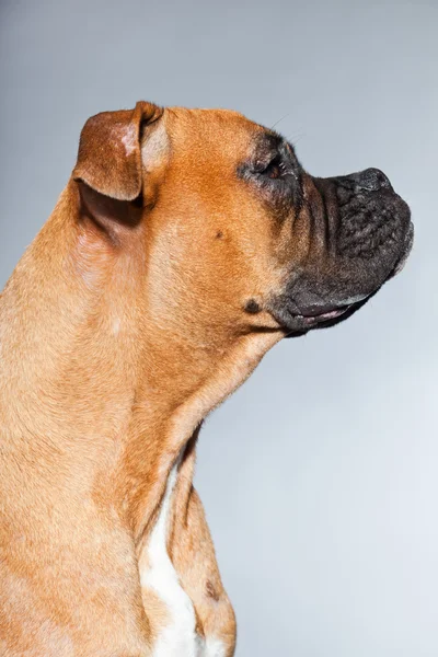 Boxer dog. — Stock Photo, Image