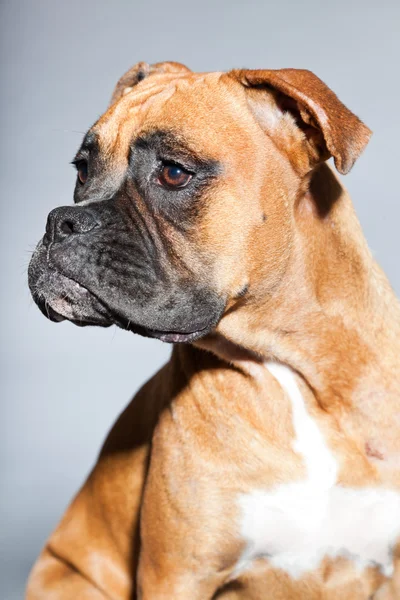Boxer dog. — Stock Photo, Image