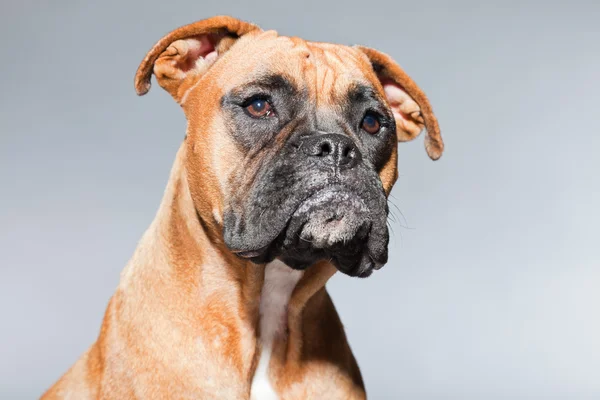 Boxer dog. — Stock Photo, Image