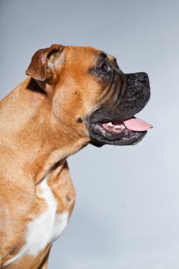 genç güzel kahverengi boxer köpek. izole üzerinde gri arka plan stüdyo vurdu.