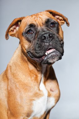 genç güzel kahverengi boxer köpek. izole üzerinde gri arka plan stüdyo vurdu.